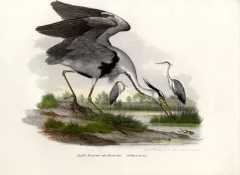Graureiher